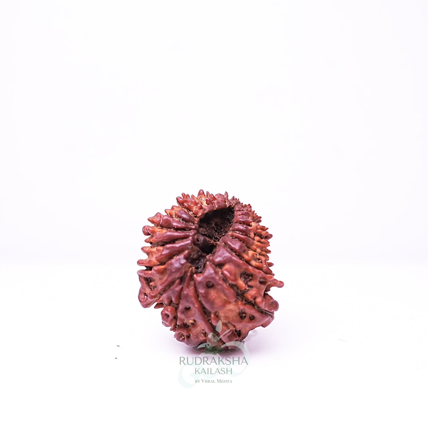 21 Mukhi Nepali Rudraksha - 2103