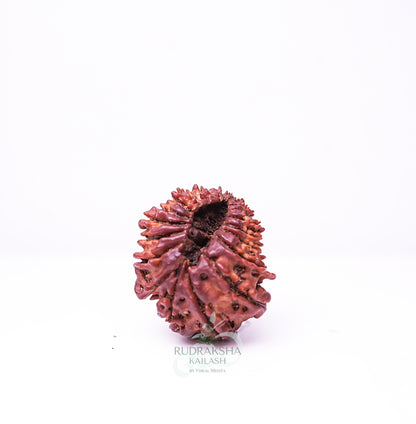 21 Mukhi Nepali Rudraksha - 2103