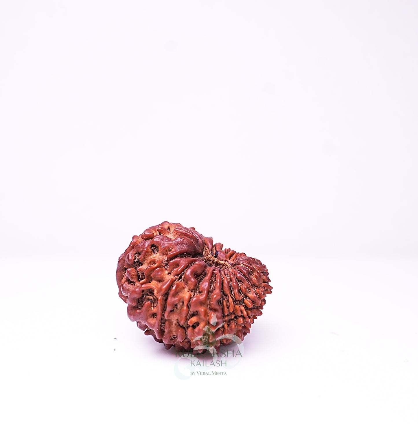 21 Mukhi Nepali Rudraksha - 2103