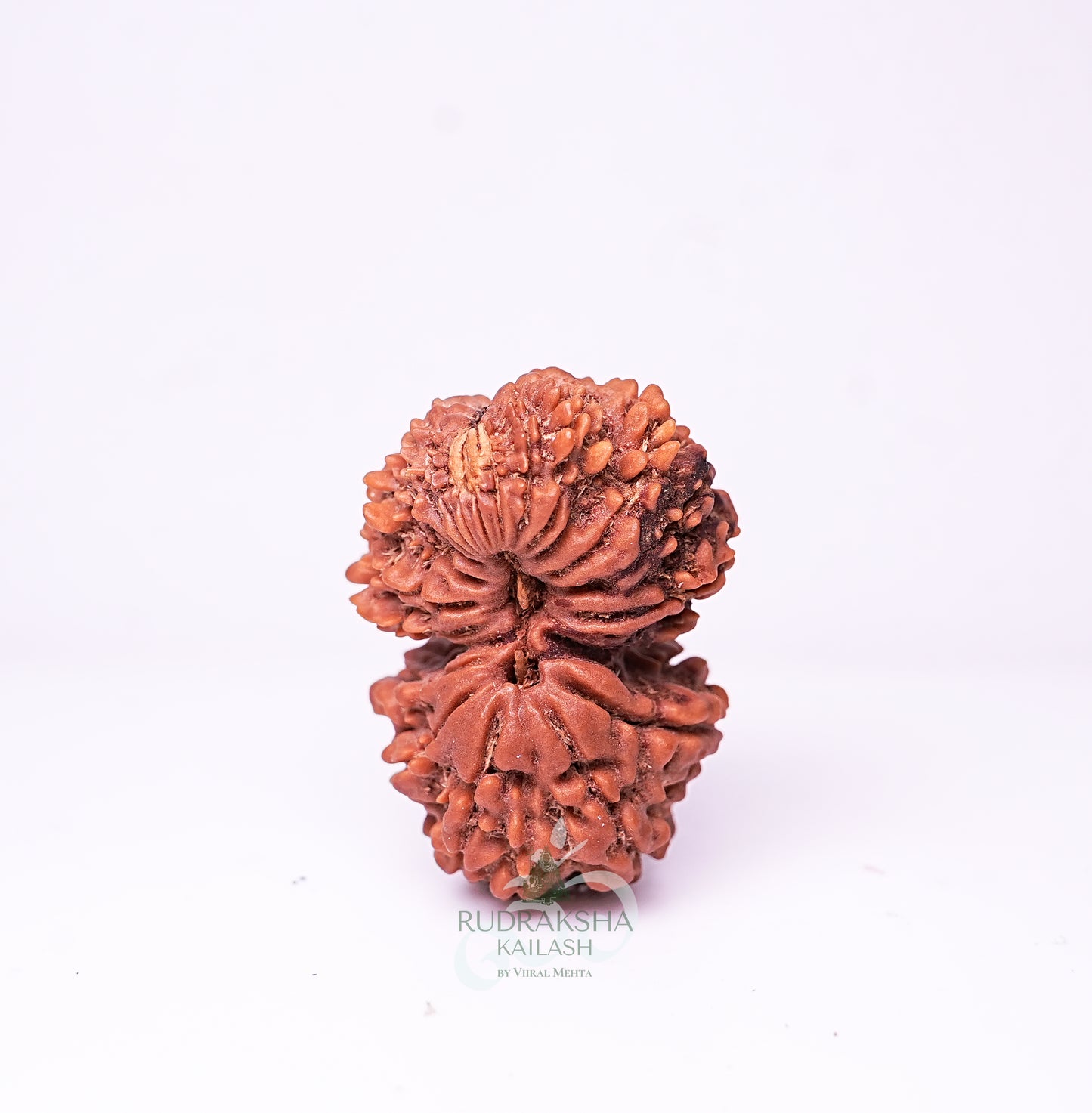 21 Mukhi Nepali Rudraksha - 2104
