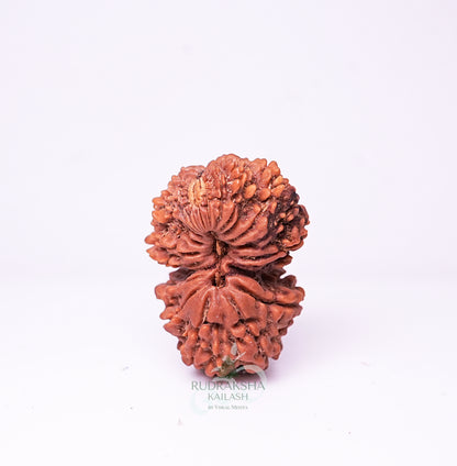 21 Mukhi Nepali Rudraksha - 2104