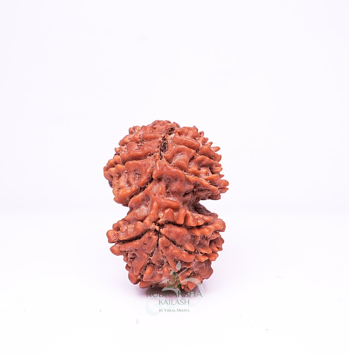 21 Mukhi Nepali Rudraksha - 2104