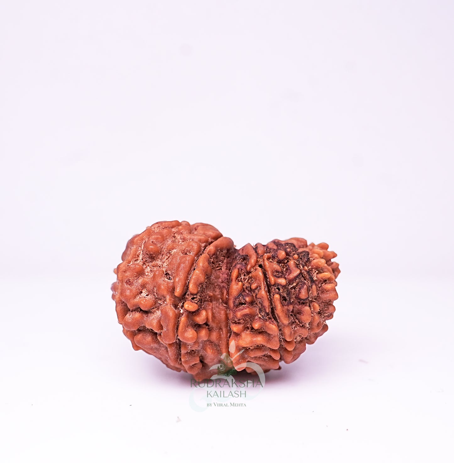 21 Mukhi Nepali Rudraksha - 2104