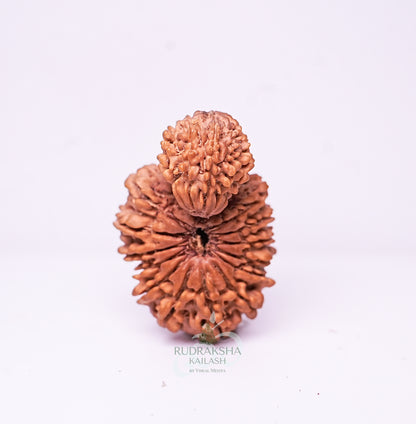 21 Mukhi Nepali Rudraksha - 2105
