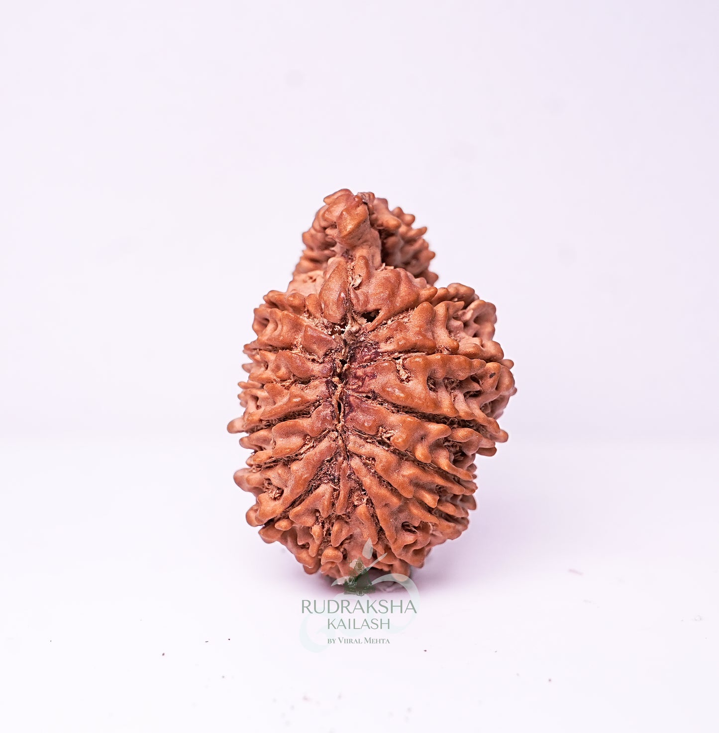 21 Mukhi Nepali Rudraksha - 2105