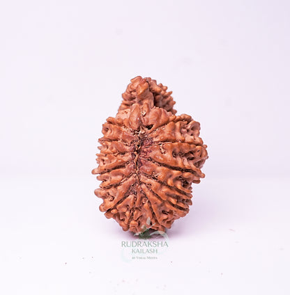 21 Mukhi Nepali Rudraksha - 2105
