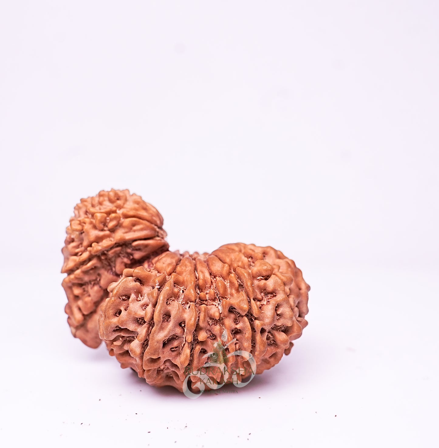 21 Mukhi Nepali Rudraksha - 2105