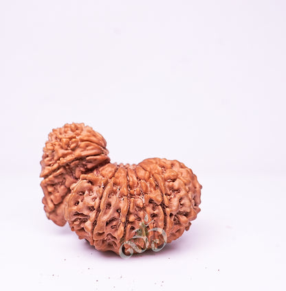 21 Mukhi Nepali Rudraksha - 2105