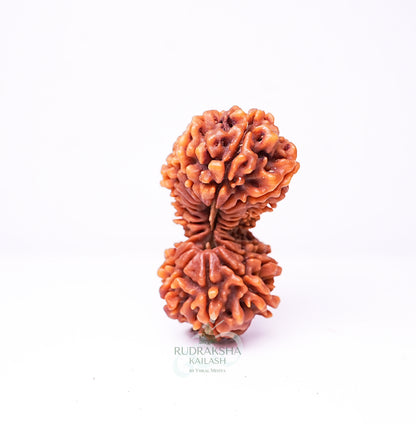21 Mukhi Nepali Rudraksha - 2106