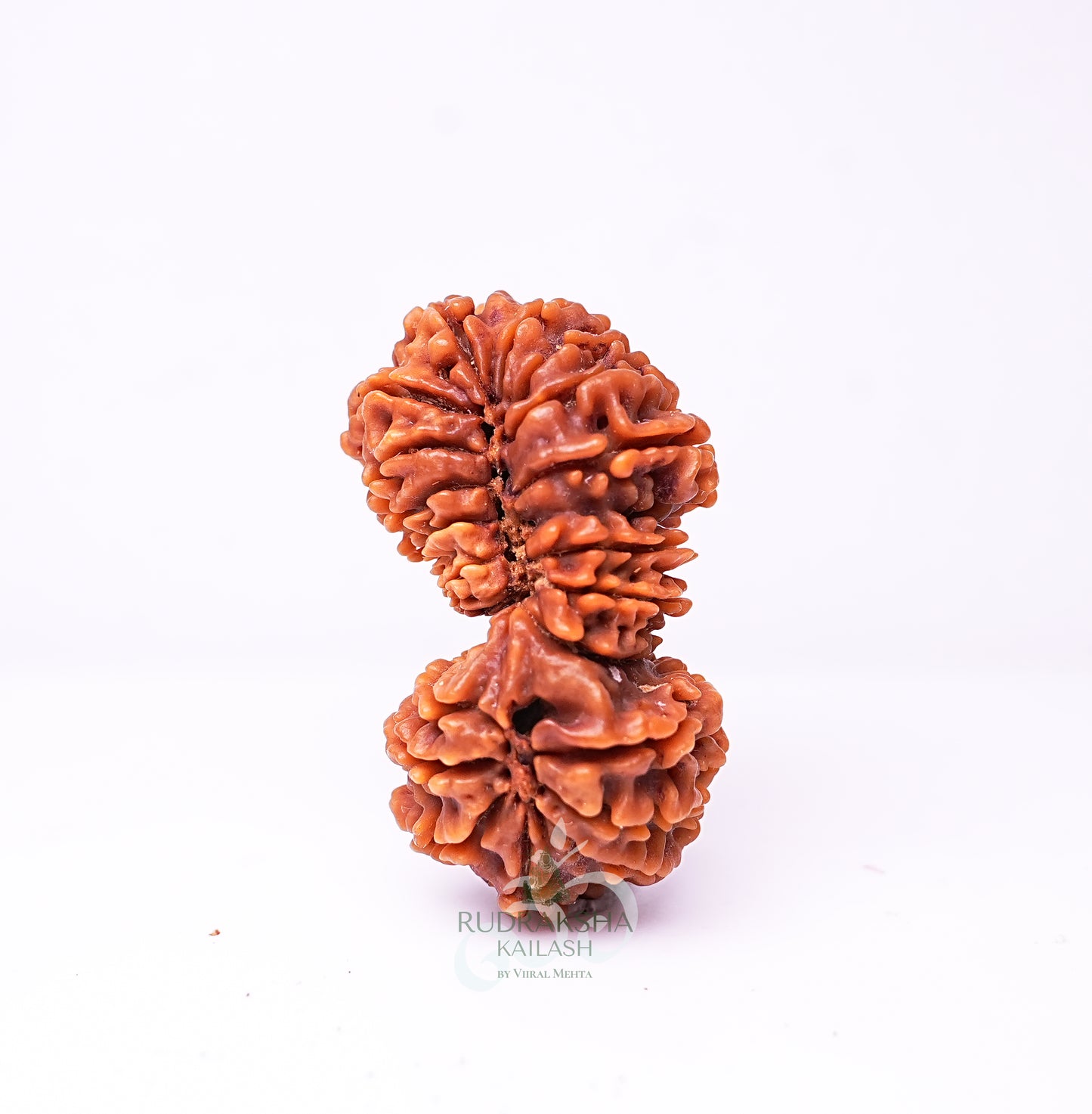 21 Mukhi Nepali Rudraksha - 2106