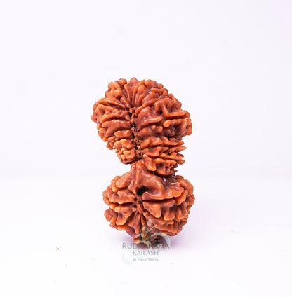 21 Mukhi Nepali Rudraksha - 2106