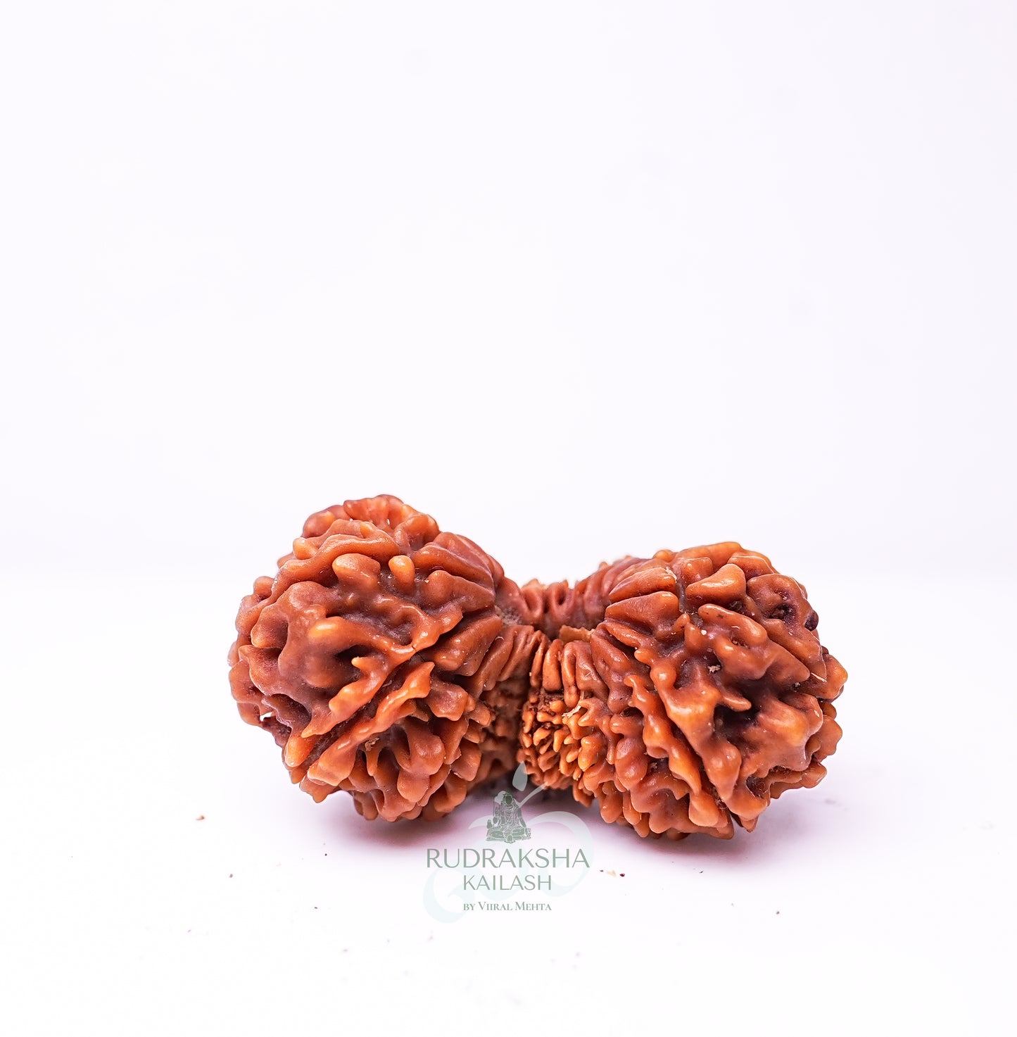 21 Mukhi Nepali Rudraksha - 2106