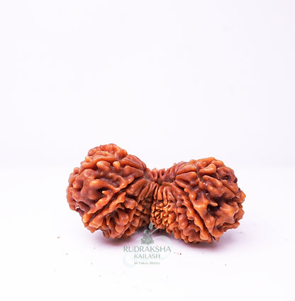 21 Mukhi Nepali Rudraksha - 2106