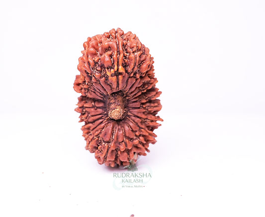 22 Mukhi Nepali Rudraksha - 2201