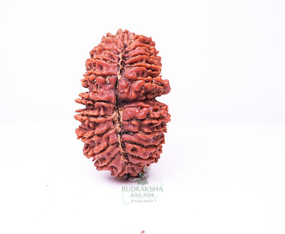 18 Mukhi Indonesian Rudraksha - 1808