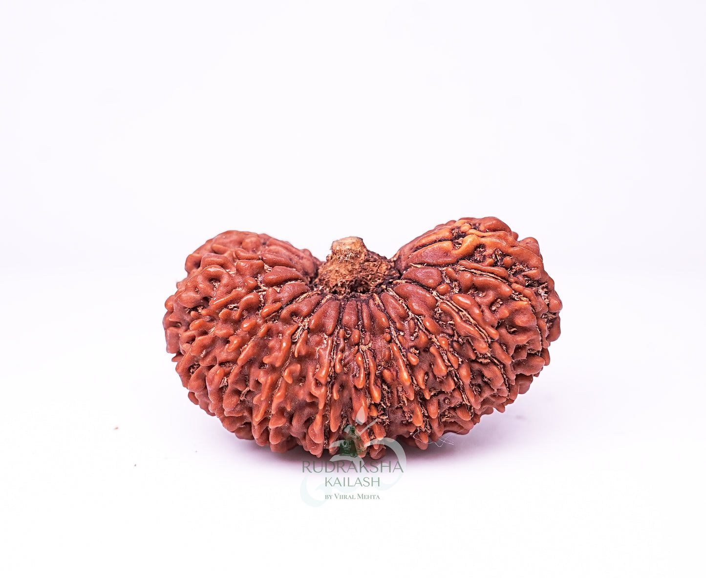 18 Mukhi Indonesian Rudraksha - 1808