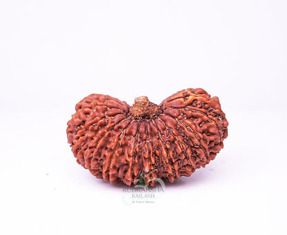 18 Mukhi Indonesian Rudraksha - 1808
