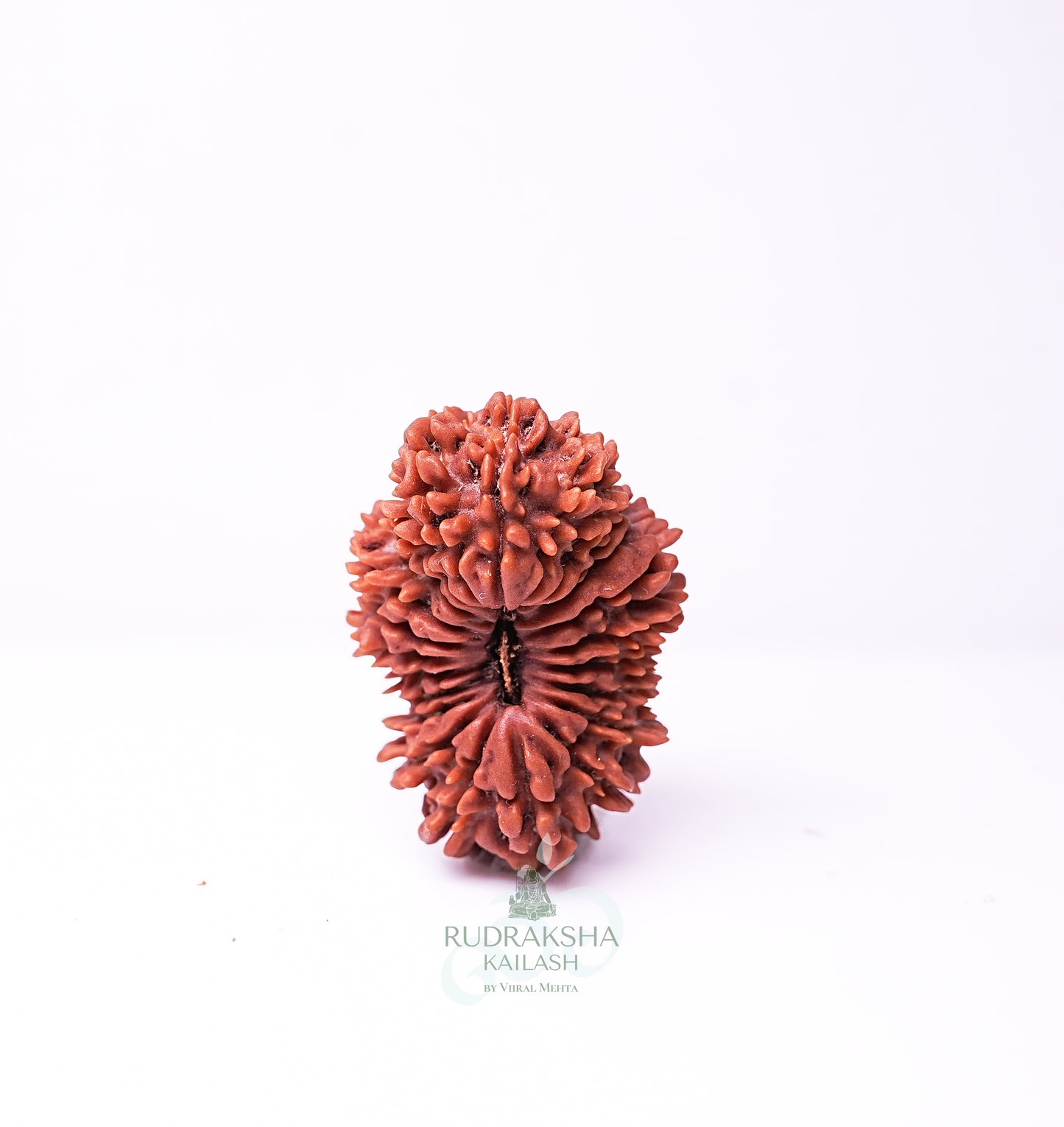 18 Mukhi Indonesian Rudraksha - 1808
