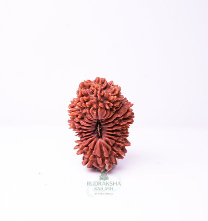 18 Mukhi Indonesian Rudraksha - 1808