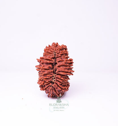 23 Mukhi Nepali Rudraksha - 2301