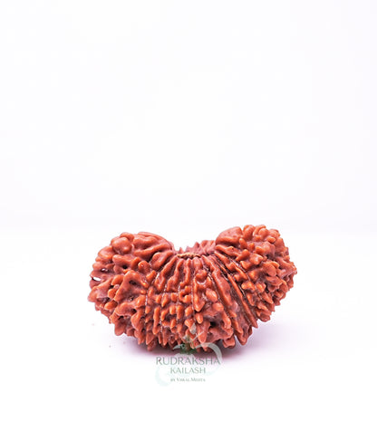 23 Mukhi Nepali Rudraksha - 2301