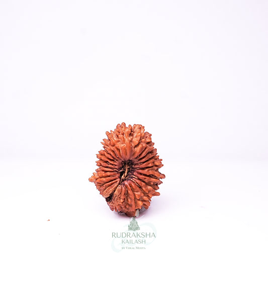 26 Mukhi Nepali Rudraksha - 2601