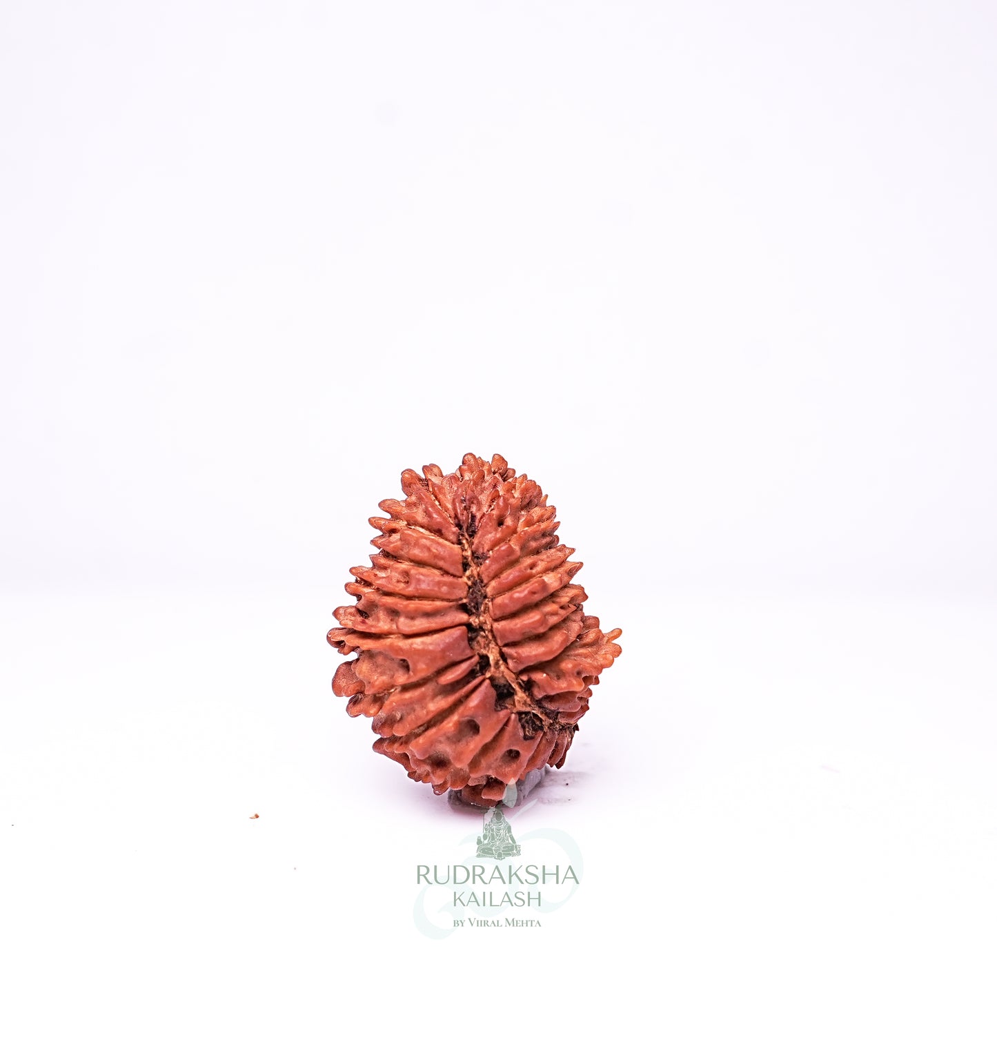 26 Mukhi Nepali Rudraksha - 2601