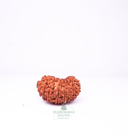 26 Mukhi Nepali Rudraksha - 2601