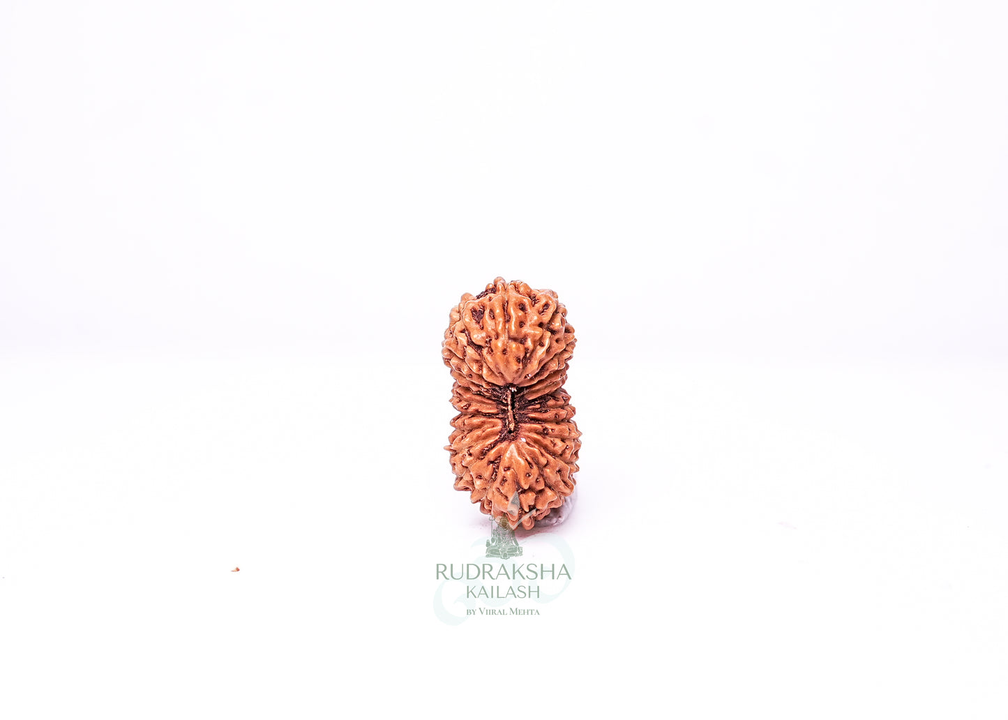 21 Mukhi Indonesian Rudraksha - 2101