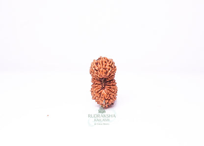 21 Mukhi Indonesian Rudraksha - 2101