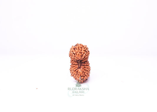 21 Mukhi Indonesian Rudraksha - 2101