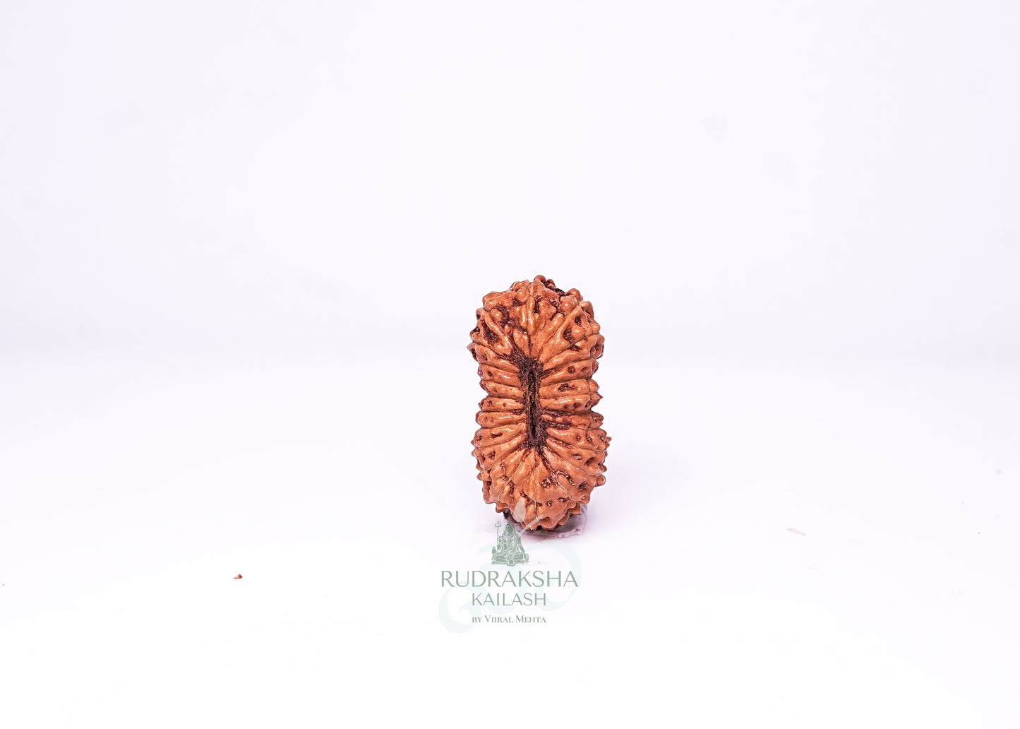 21 Mukhi Indonesian Rudraksha - 2101