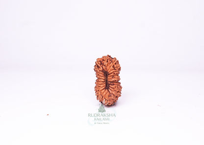 21 Mukhi Indonesian Rudraksha - 2101