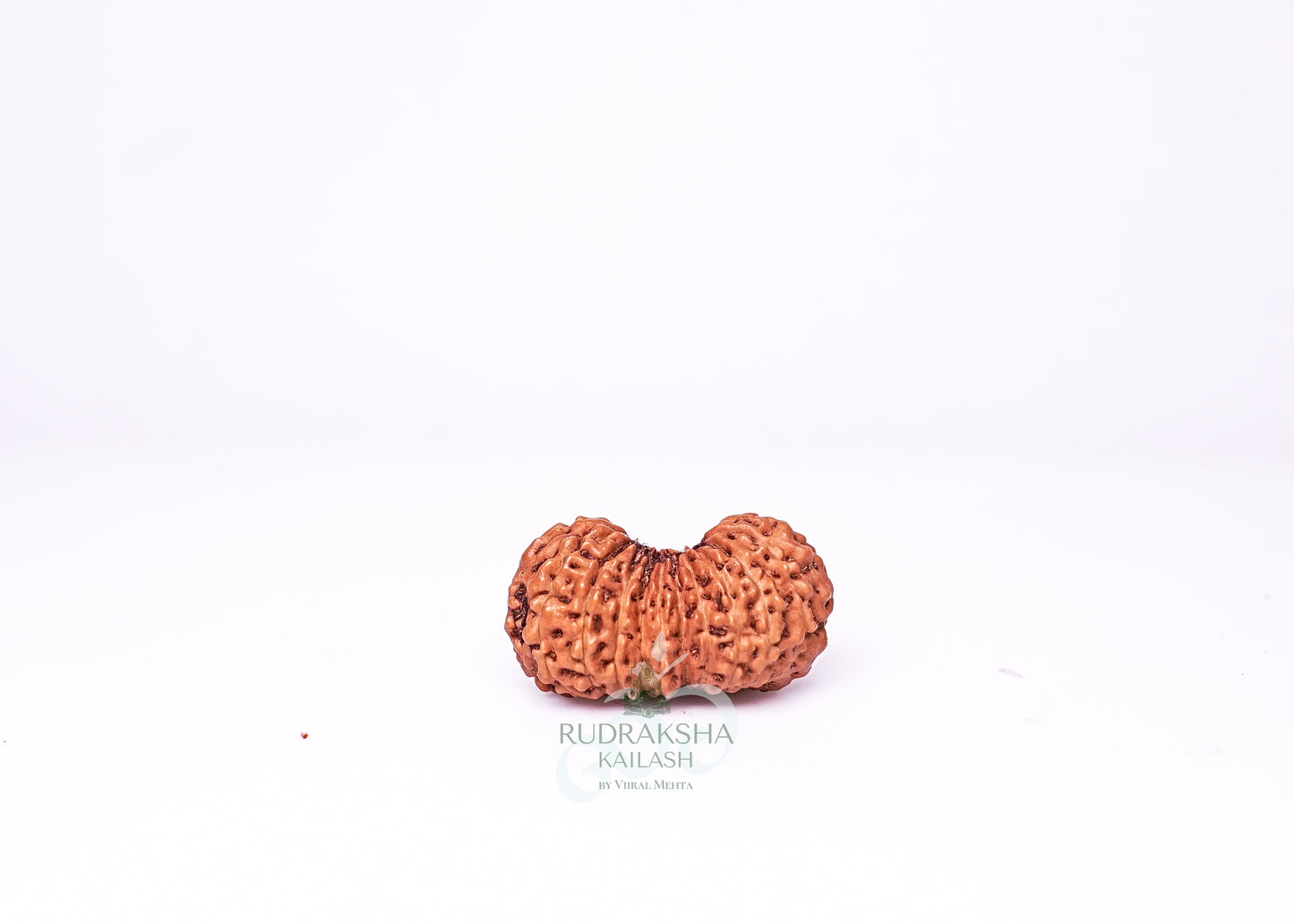 21 Mukhi Indonesian Rudraksha - 2101