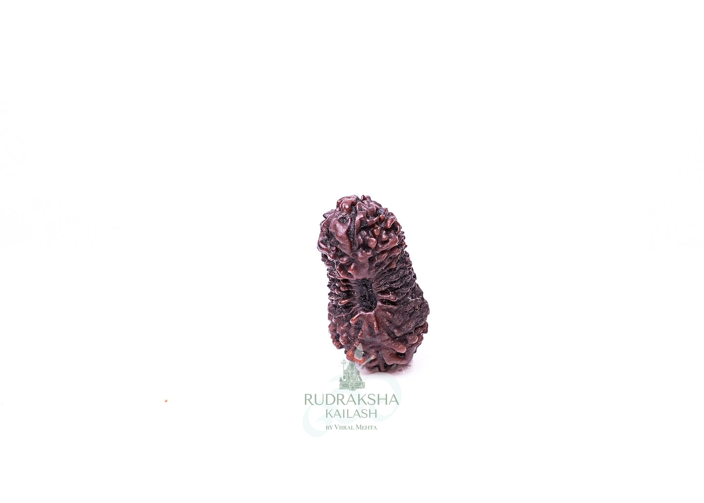21 Mukhi Indonesian Rudraksha - 2102