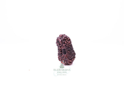 21 Mukhi Indonesian Rudraksha - 2102