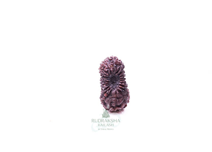 21 Mukhi Indonesian Rudraksha - 2102