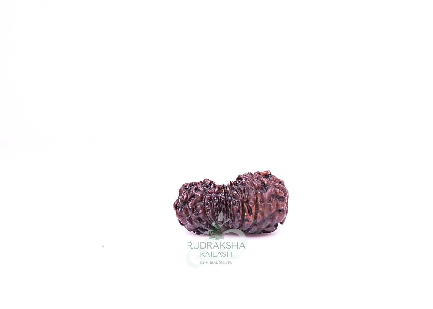 21 Mukhi Indonesian Rudraksha - 2102