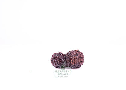 21 Mukhi Indonesian Rudraksha - 2102