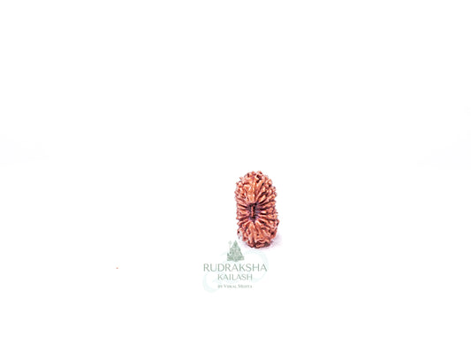 21 Mukhi Indonesian Rudraksha - 2103