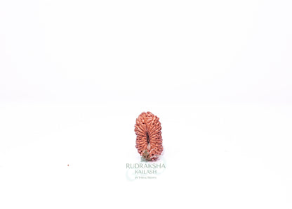21 Mukhi Indonesian Rudraksha - 2103