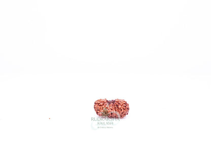 21 Mukhi Indonesian Rudraksha - 2103