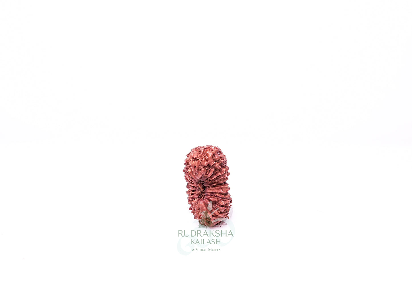 21 Mukhi Indonesian Rudraksha - 2104