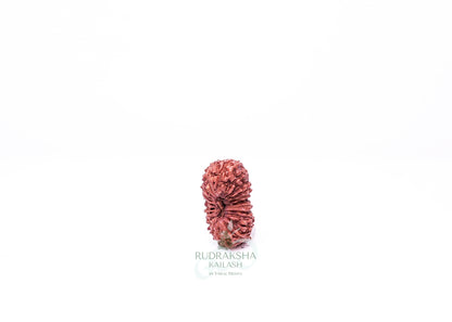 21 Mukhi Indonesian Rudraksha - 2104