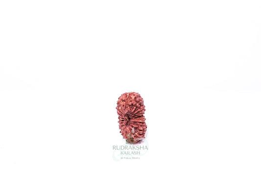21 Mukhi Indonesian Rudraksha - 2104