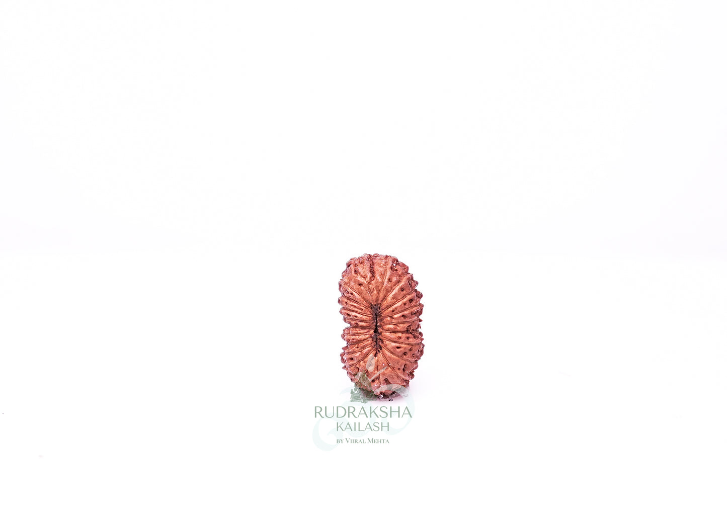 21 Mukhi Indonesian Rudraksha - 2104
