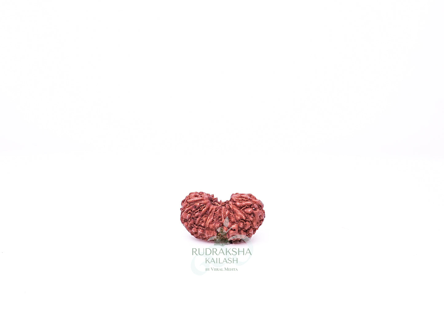 21 Mukhi Indonesian Rudraksha - 2104