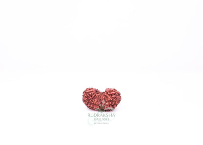 21 Mukhi Indonesian Rudraksha - 2104