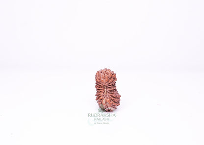 21 Mukhi Indonesian Rudraksha - 2105