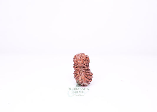 21 Mukhi Indonesian Rudraksha - 2105